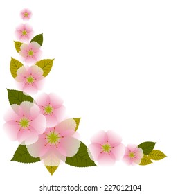Sakura floral background