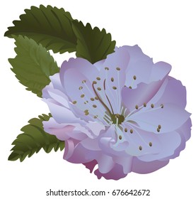 Sakura flower