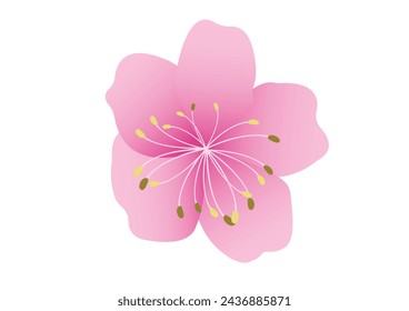 Sakura flower background . pink cherry blossom isolated white background