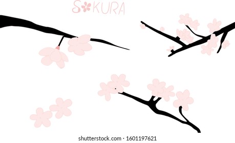 sakura flower blossom cherry oriental vector illustration 