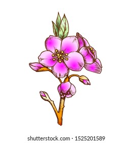 Sakura Flower Branch Cherry Blossom Ink Vector. Botanical Spring Season Japanese Sakura Bloom. Decorative Floral Engraving Template Hand Drawn In Vintage Style Color Illustration