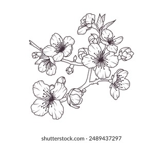 Sakura flower branch hand drawn black floral sketch. Cherry blossom japanese twigs line art. Spring botanical petal, leaves. Bloom asian plant vector illustration in outline style