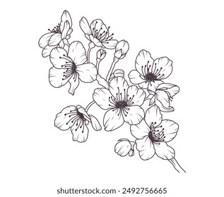 Sakura flower branch hand drawn black floral sketch. Cherry blossom japanese twigs line art. Spring botanical petal, leaves. Bloom asian plant vector illustration in outline style