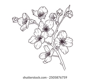 Sakura flower branch hand drawn black floral sketch. Cherry blossom japanese twigs line art. Spring botanical petal, leaves. Bloom asian plant vector illustration in outline style