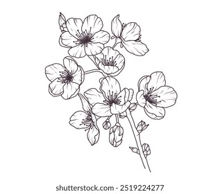 Sakura flor ramo mão desenhado preto floral esboço. Flor de cerejeira galhos japoneses linha arte. primavera pétala botânica, folhas. Ilustração do vetor da planta asiática da flor no estilo do esboço