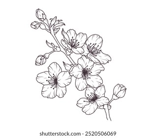 Sakura flor ramo mão desenhado preto floral esboço. Flor de cerejeira galhos japoneses linha arte. primavera pétala botânica, folhas. Ilustração do vetor da planta asiática da flor no estilo do esboço