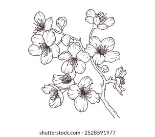 Sakura flower branch hand drawn black floral sketch. Cherry blossom japanese twigs line art. Spring botanical petal, leaves. Bloom asian plant vector illustration in outline style