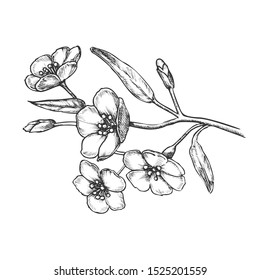 Sakura Flower Branch Tree Element Retro Vector. Botanic Spring Seasonal Japan Sakura With Leaves Decoration For Greeting Card. Engraving Mockup Designed In Vintage Style Black And White Illustration
