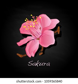 Sakura flower cherry blossom isolated illustration.