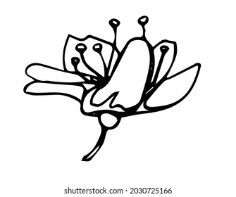 Sakura flower doodle icon. Back line isolated on white. One line contour floral drawing.Vector illustration