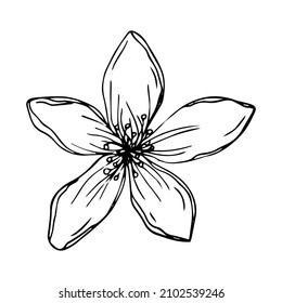 Sakura flower doodle icon. Back line isolated on white. One line contour floral drawing.Vector illustration