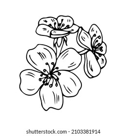 Sakura flower doodle icon. Back line isolated on white. One line contour floral drawing.Vector illustration