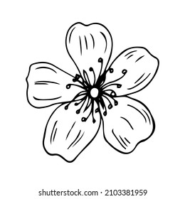 Sakura flower doodle icon. Back line isolated on white. One line contour floral drawing.Vector illustration