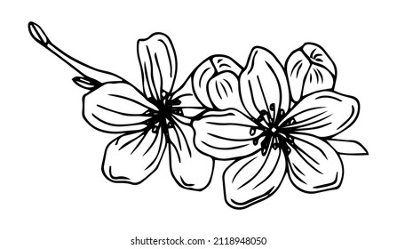 Sakura Flower Doodle Icon. Back Line Isolated On White. One Line Contour Floral Drawing.Vector Illustration