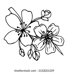 Sakura flower doodle icon. Back line isolated on white. One line contour floral drawing.Vector illustration