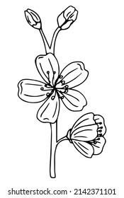 Sakura flower doodle icon. Back line isolated on white. One line contour floral drawing.Vector illustration