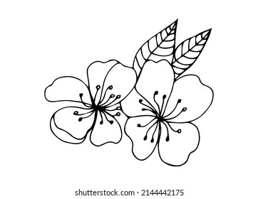 Sakura flower doodle icon. Back line isolated on white. One line contour floral drawing.Vector illustration