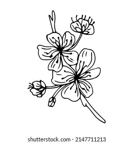 Sakura flower doodle icon. Back line isolated on white. One line contour floral drawing.Vector illustration