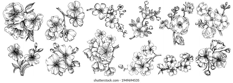 Sakura flower. Floral botanical flower. Isolated illustration element. Vector hand drawing wildflower for background, texture, wrapper pattern, frame or border.