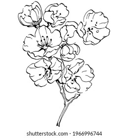 Sakura flower. Floral botanical flower. Isolated illustration element. Vector hand drawing wildflower for background, texture, wrapper pattern, frame or border.
