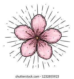 Sakura flower. Hand drawn vector illustration with sakura flower and divergent rays. Used for poster, banner, web, t-shirt print, bag print, badges, flyer, logo design and more