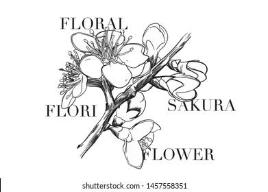 Sakura flower illustration with slogan design. For fashion and graphic design elements.