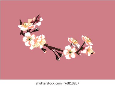 Sakura flower on red background