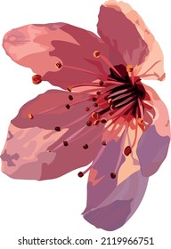 sakura flower on transparent background, vector design