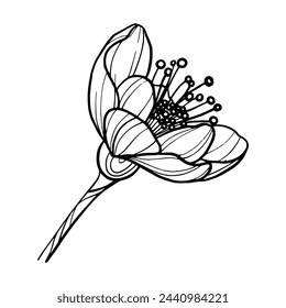 Sakura flower on white background
