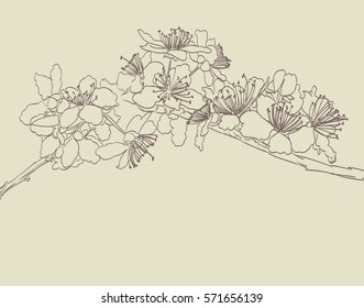 sakura flower outline abstract background. vector