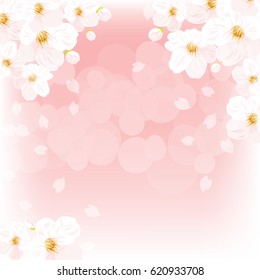 Sakura flower in pink background