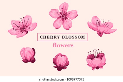 Sakura flower set. Sakura vector flower. Vector illustration.