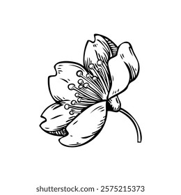 Sakura flower sketch. Cherry blossom vector illustration. Hand-drawn spring design element. NOT AI generated