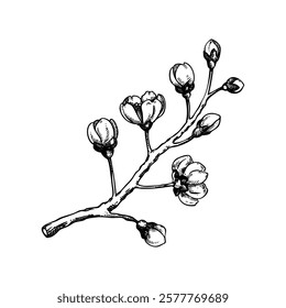 Sakura flower sketch. Cherry blossom vector illustration. Blooming tree branch drawing. Hand-drawn spring design element. NOT AI generated