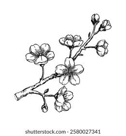 Sakura flower sketch. Cherry blossom vector illustration. Blooming tree branch drawing. Hand-drawn spring design element. NOT AI generated