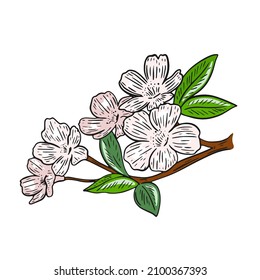 Ilustración vectorial aislada de la flor sakura. Árbol floreciente de primavera o manzana. Flores rosadas