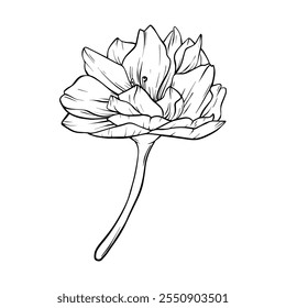 Sakura Flower Vector illustration. Hand Drawn black line Flower Buds and Petals of Cherry Blossoms. Japanese Sakura flowers botanical illustration on Isolated. Sketch outline art illustration