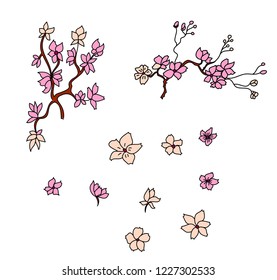 Sakura flower vector isolate on white background.