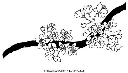 Sakura flower vector.peach branch and cherry branch.Beautiful line art Peach blossom isolate on white background.Japanese cherry blossom isolate set.
