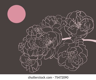 sakura flowers