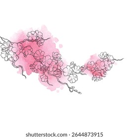 Sakura flowers background, Asian Japanese cherry flower blossom, isolated white background