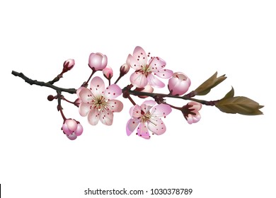Sakura flowers background . Blossoming cherry branch with white flowers. Realistic vector illustration