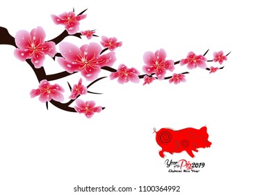 Sakura flowers background. Cherry blossom isolated white background. Chinese new year