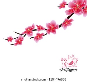 Sakura flowers background. Cherry blossom isolated white background. Chinese new year