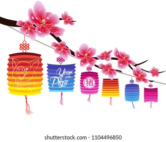 Sakura flowers background. Cherry blossom and lantern isolated white background. Chinese new year (hieroglyph Pig)