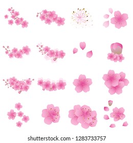 Sakura flowers background . cherry blossom isolated white background