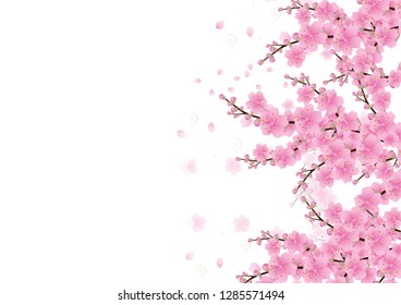 Sakura flowers background . cherry blossom isolated white background