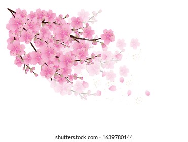 Sakura flowers background . cherry blossom isolated white background