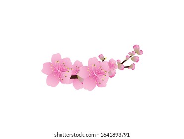 Sakura flowers background . cherry blossom isolated white background