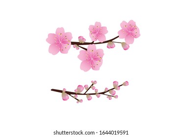Sakura flowers background . cherry blossom isolated white background